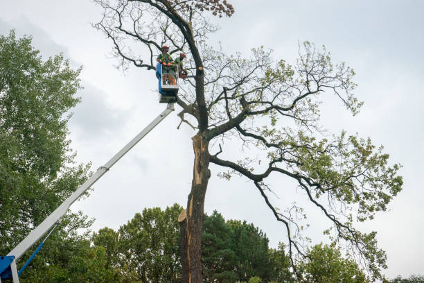 Best Tree Clearing Services  in USA